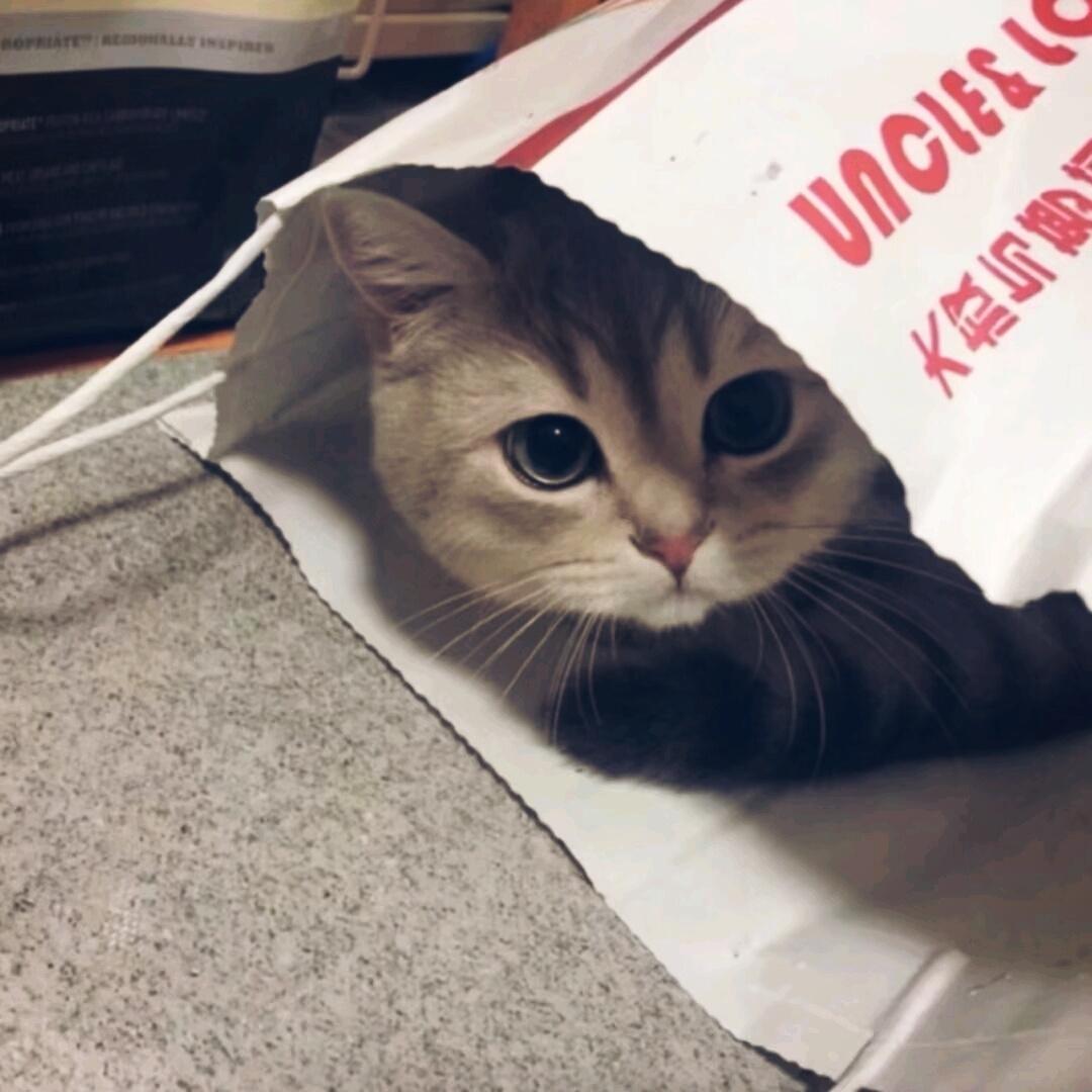 萌萌小猫头像大全可爱,动物头像猫咪可爱