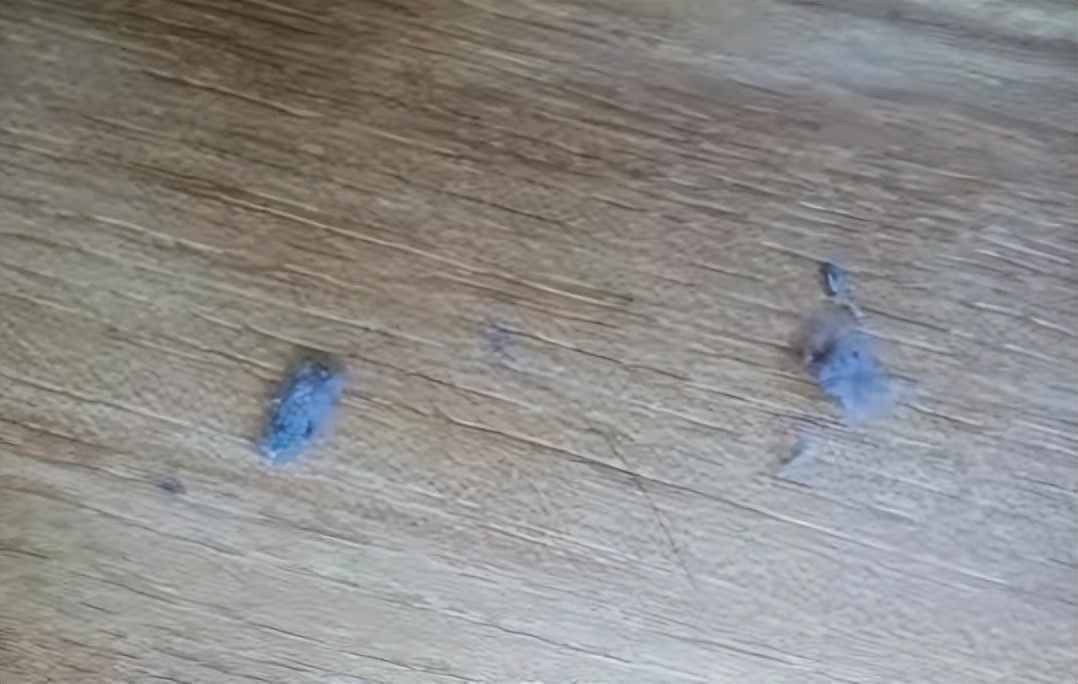 屋里的毛絮怎样打扫干净,家里毛絮太多怎么打扫