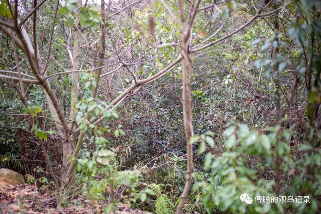 厦门天竺山森林公园旅游攻略,厦门天竺山森林公园步道