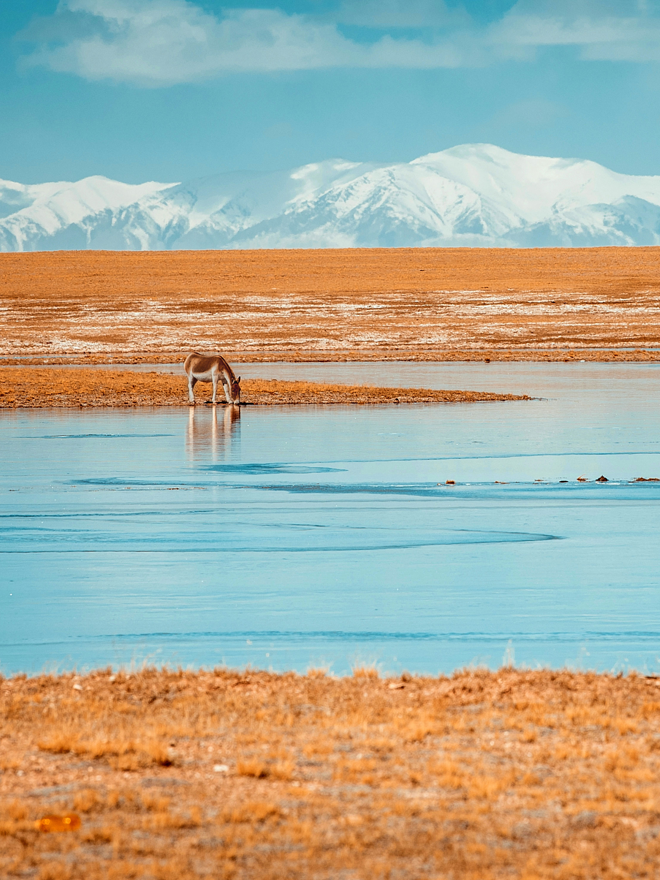 熊猫各种姿势图片,熊猫各种各样的姿势