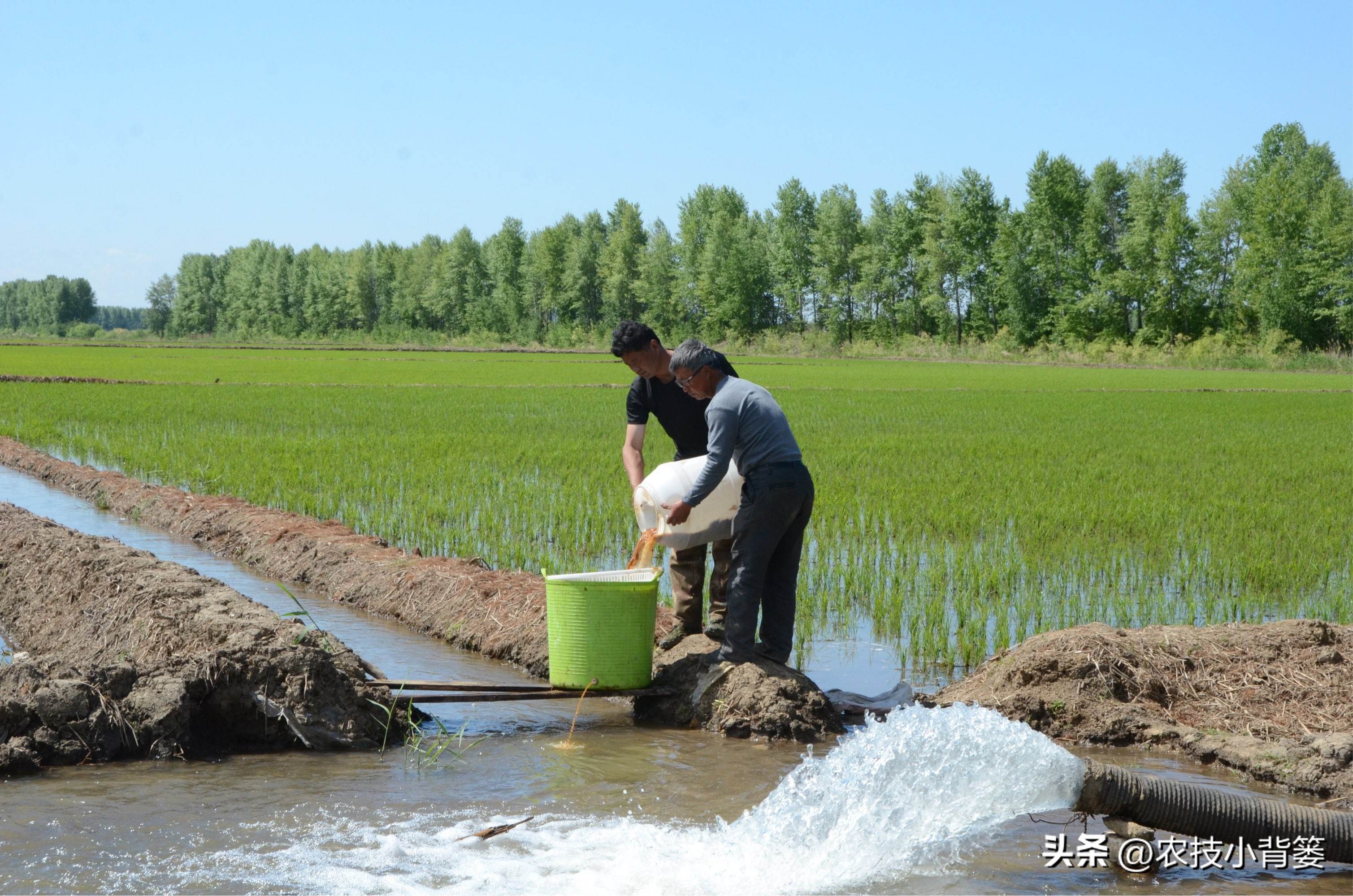 矿物油可以杀灭哪些害虫,矿物油农药使用效果
