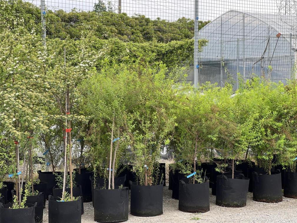 园艺电商怎么做好销售的,园艺电商怎么做得快呢视频