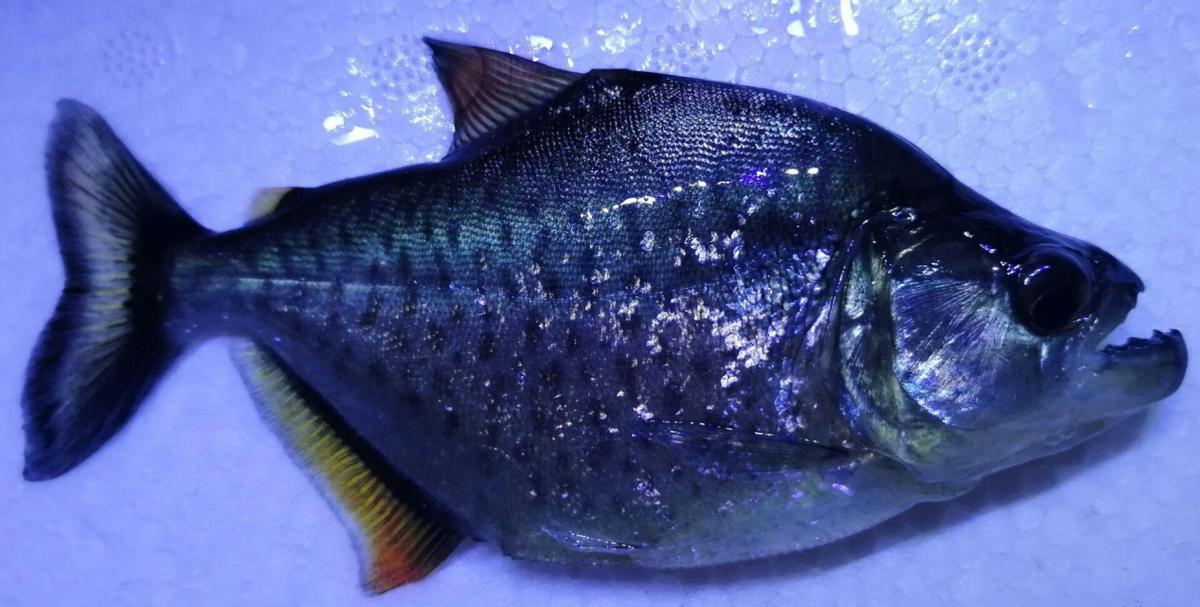 淡水白鲳鱼价格多少钱一斤,淡水白鲳鱼的价格是多少钱一斤