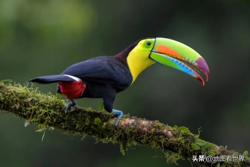 国家趣谈87：天选之国、现代与原始的矛盾体，巴西是什么样的国家