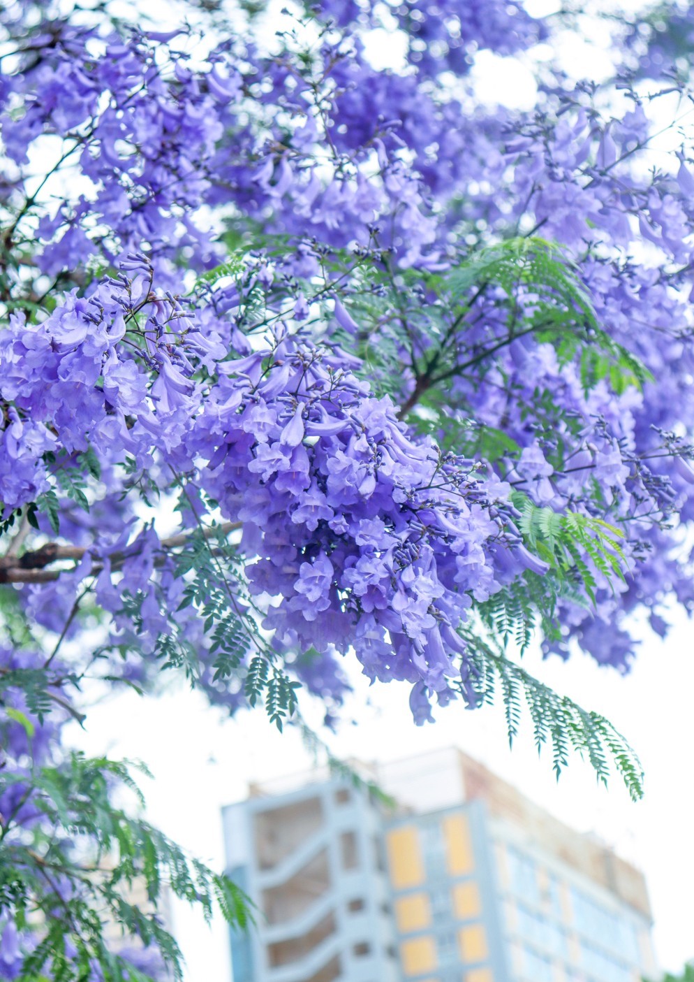 昆明蓝花楹最佳观赏期,颜值爆表昆明十大蓝花楹打卡指南
