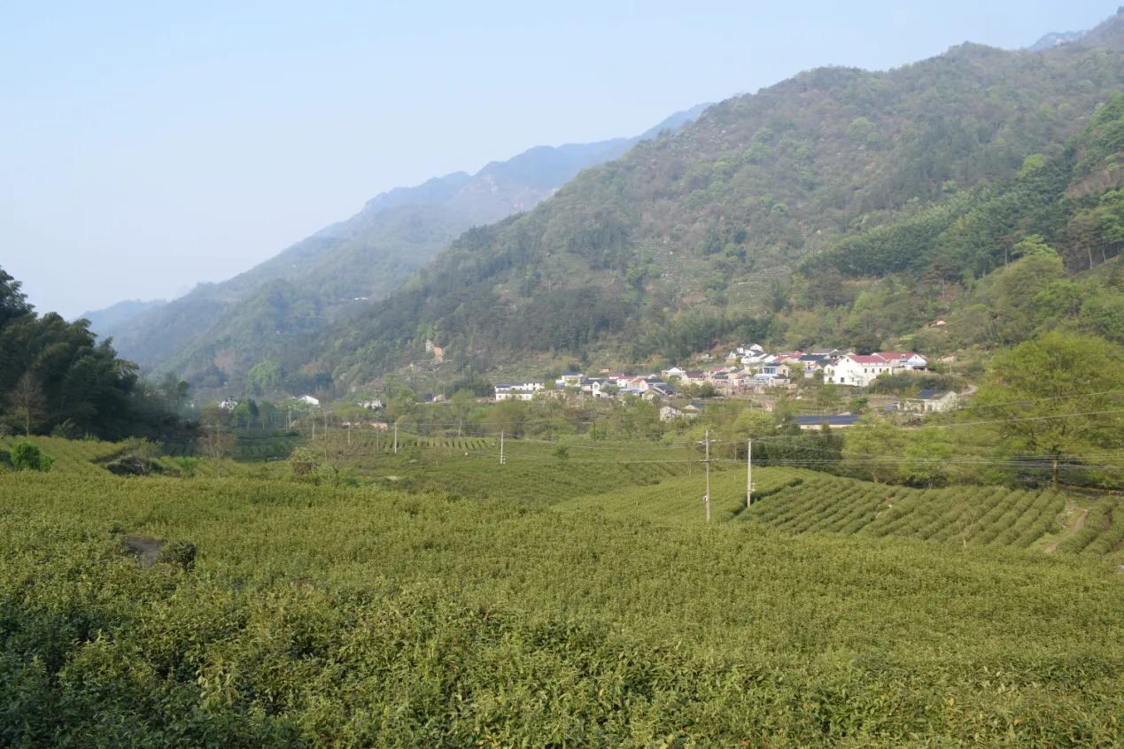 青阳县黄石溪名茶,安徽池州青阳黄石溪茶叶简介
