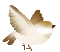 女用避孕套有多少人知道