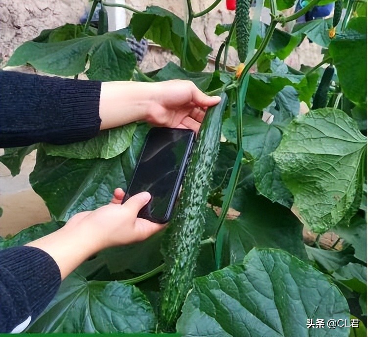 黄瓜出现弯瓜该怎么处理视频,黄瓜弯瓜解决方案