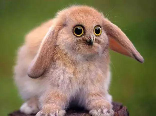 罕见绝美的小动物图片,罕见的动物有趣照片难得一见