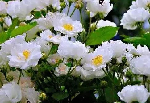 花开荼蘼花事了诗句,花开到荼蘼的诗句