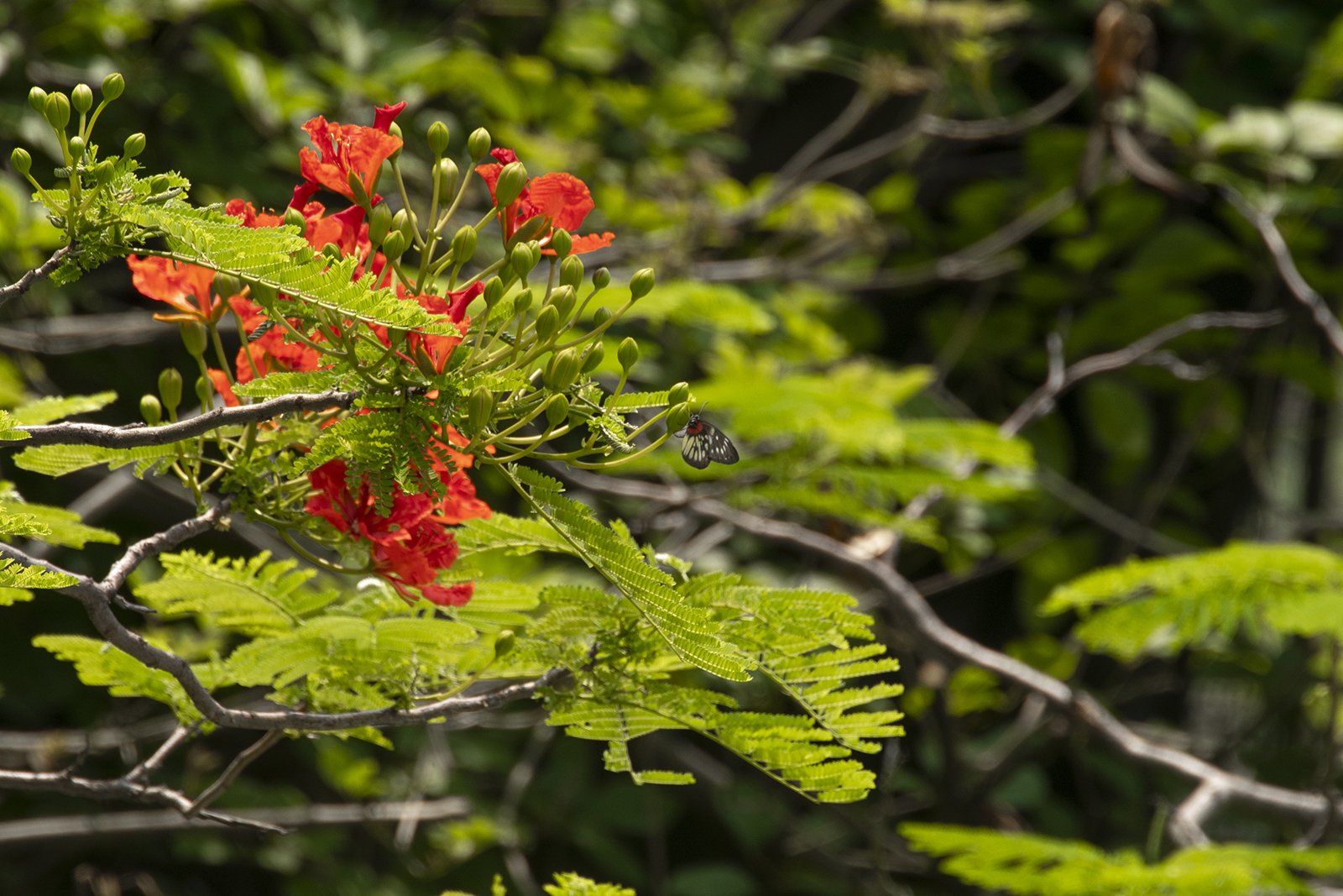打鸟摄影摄像独脚架，生产力工具佳鑫悦三脚架