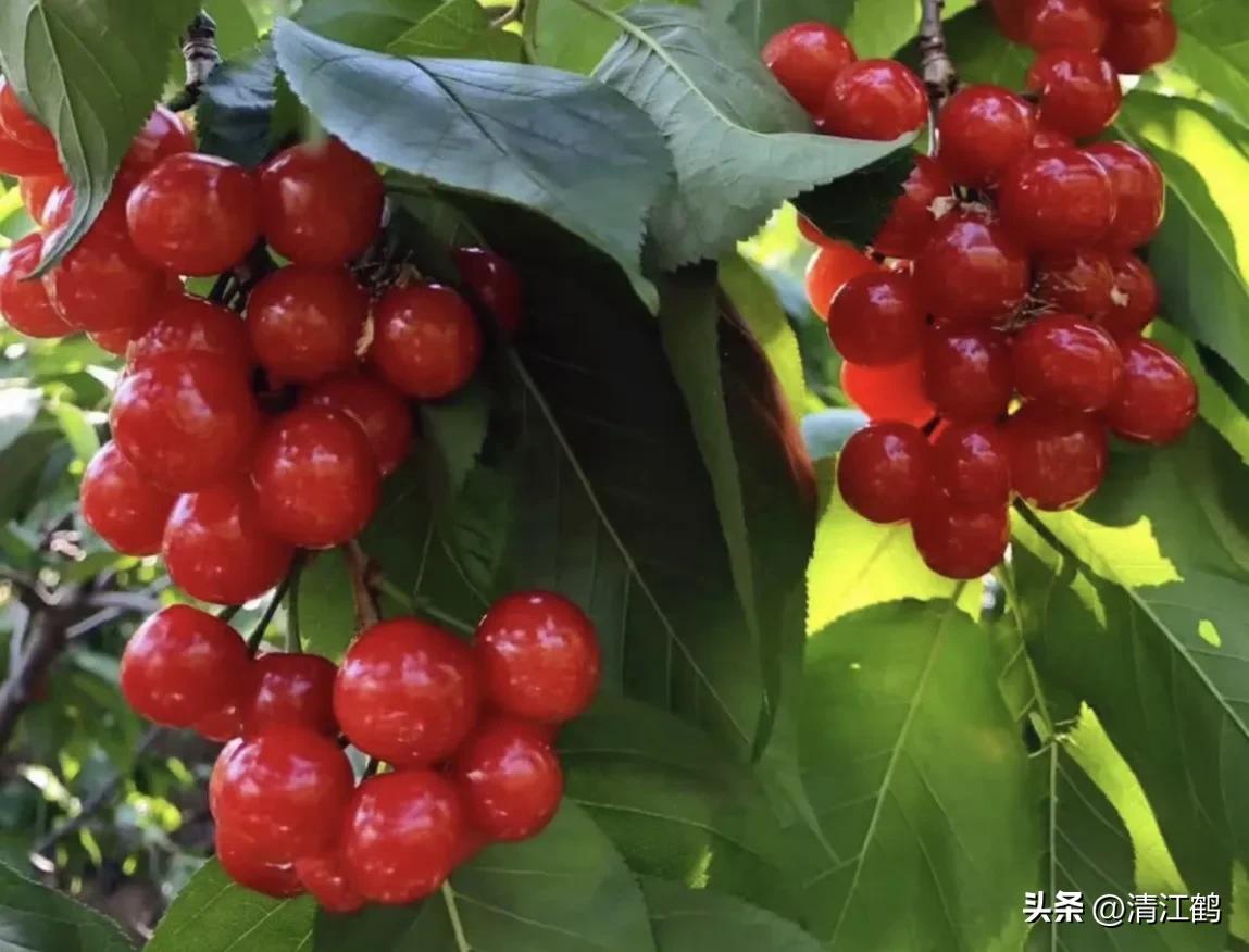 樱桃好吃树难栽完整故事,樱桃好吃树难栽家常版完整版