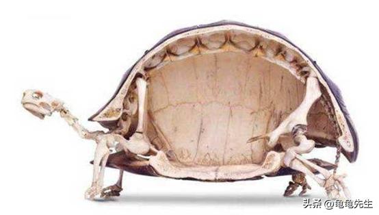 养乌龟又有哪些常识和技巧,新手养乌龟的十条建议