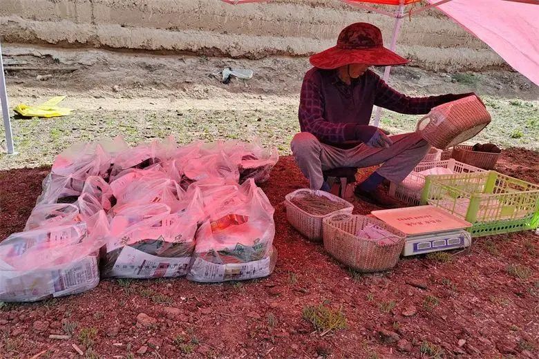 三抓三促具体行动,三抓三促行动视频