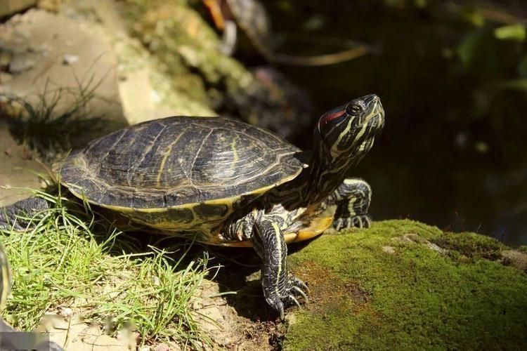 巴西红耳龟的饲养方法,成年大巴西龟红耳龟冬眠用什么土