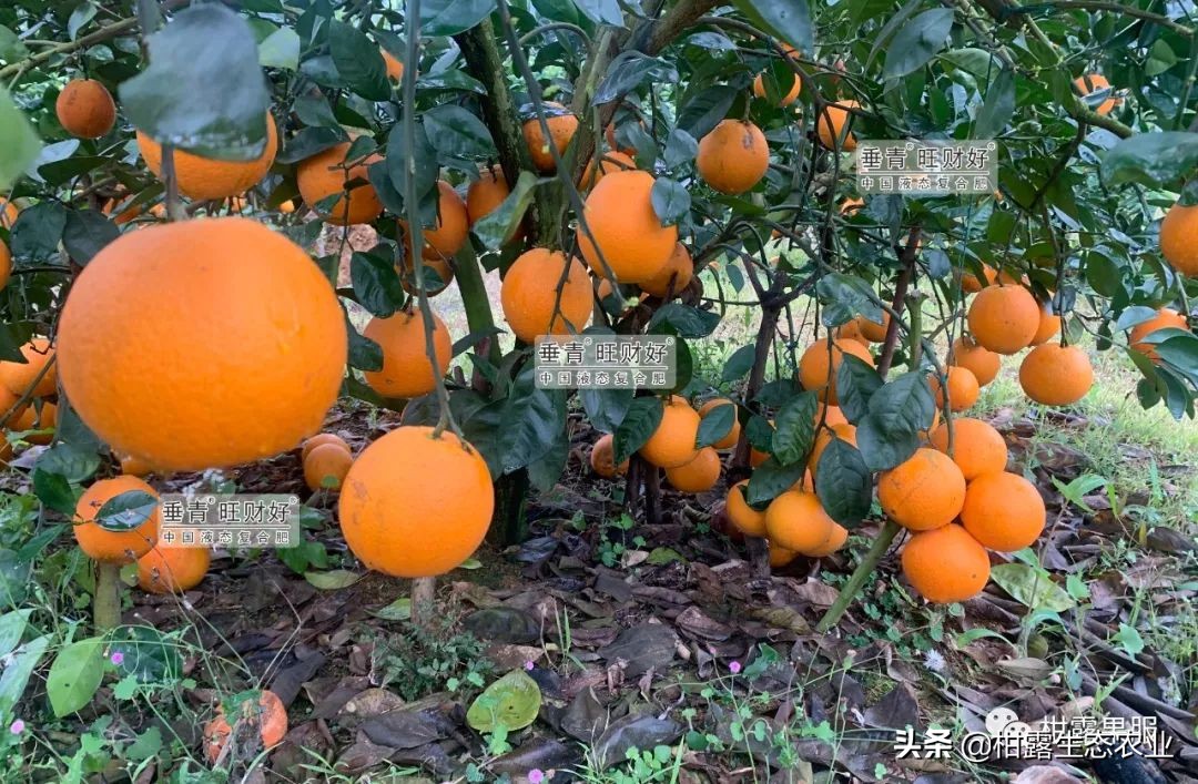 最有潜力的柑橘新品种是哪种,金桂蜜春橙简介