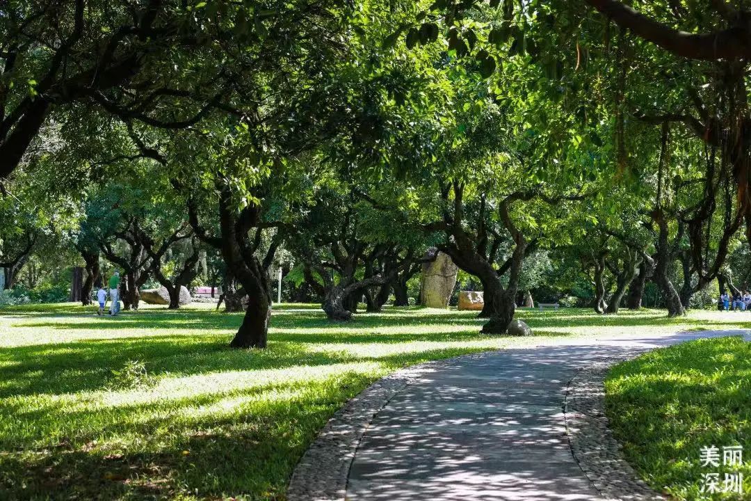 深圳福田免费公园排名前十名,福田中心公园游玩攻略