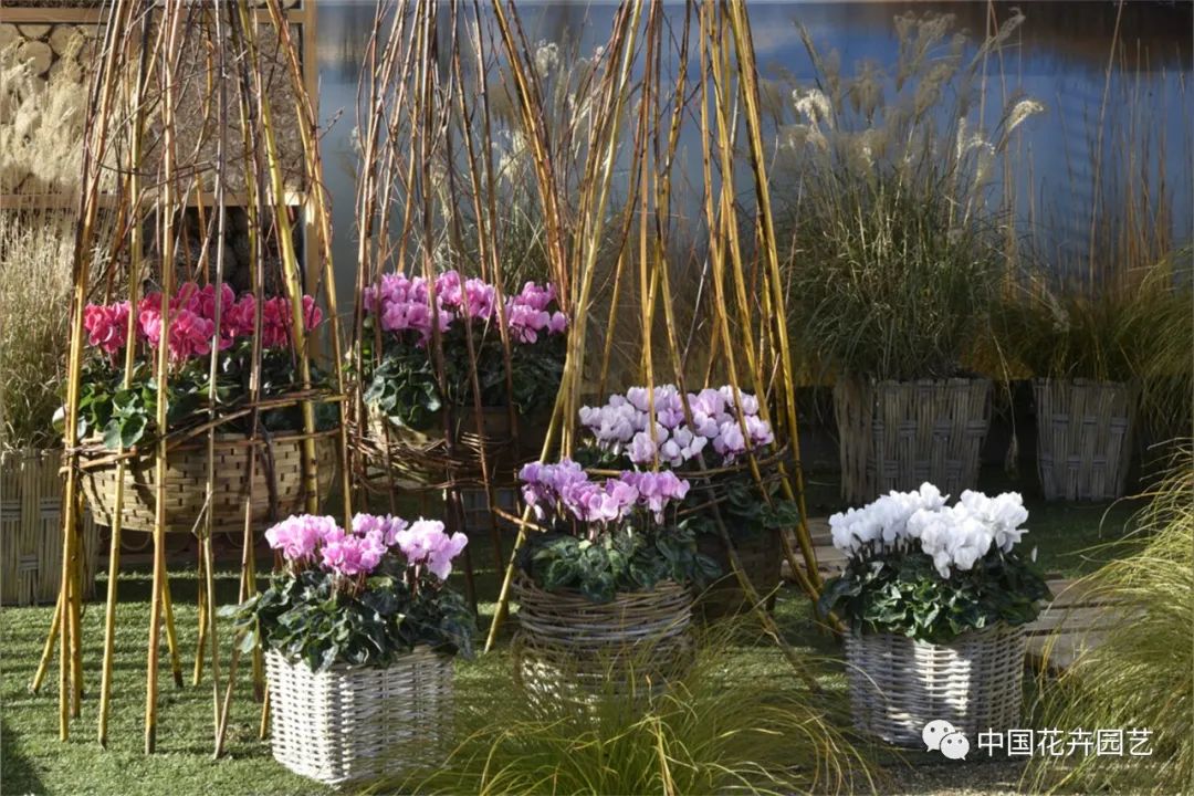 鑺卞崏鍝佺灞曠ず,鏂颁紭鑺卞崏鍝佺灞曠ず