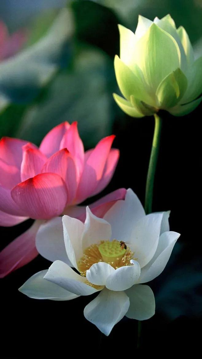 荷花千瓣莲唯美高清大图壁纸,唯美荷花壁纸手机超清全面屏