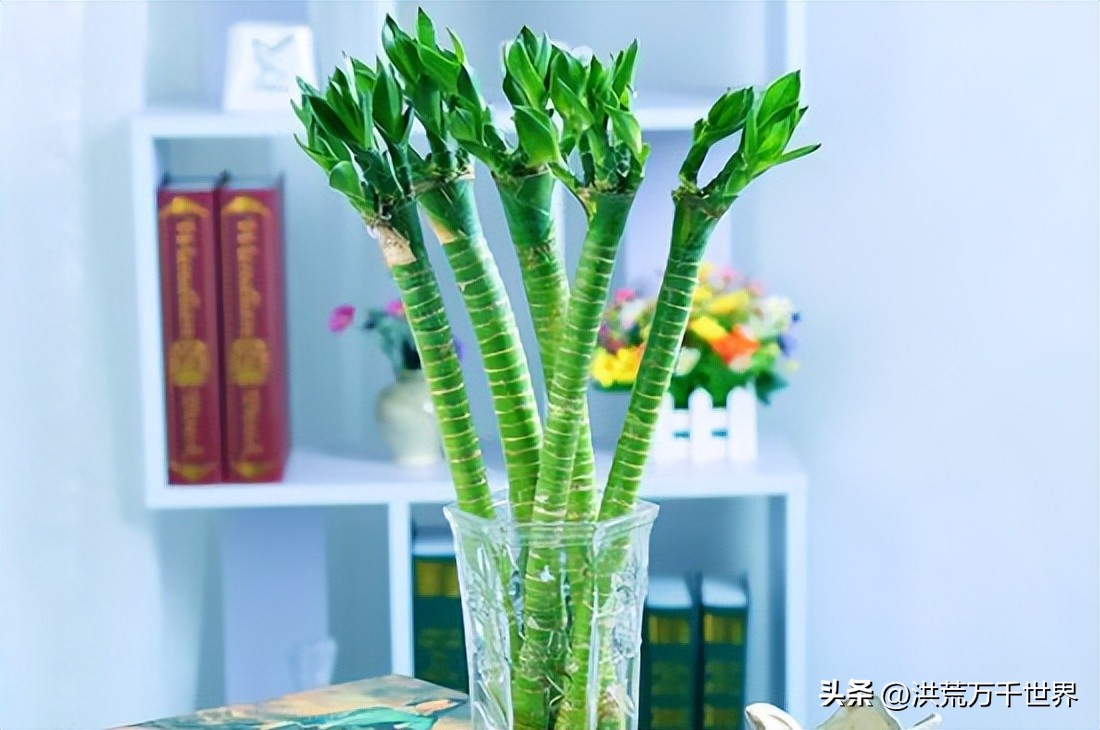 龙竹杆子瘪了发黄,水培龙竹杆子发黄