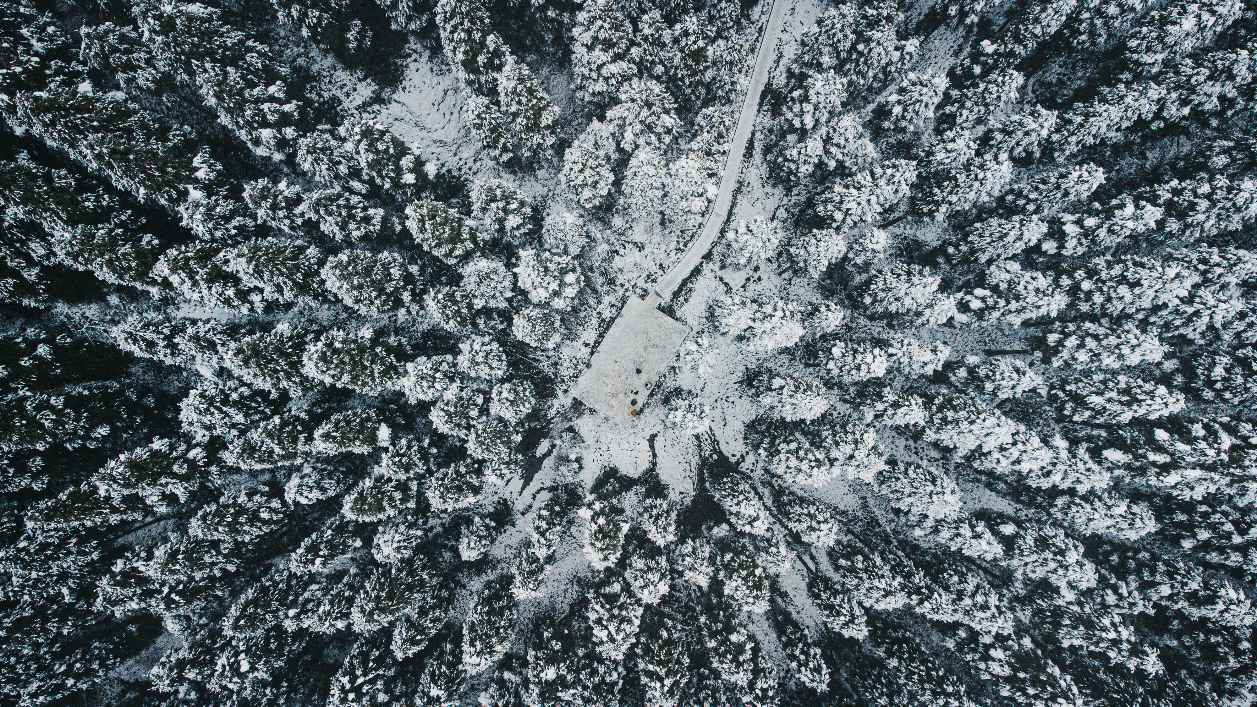 一口气看完林海雪原,成都2小时看森林