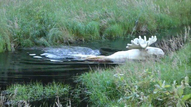 超级血液代表着什么,超级血液是啥