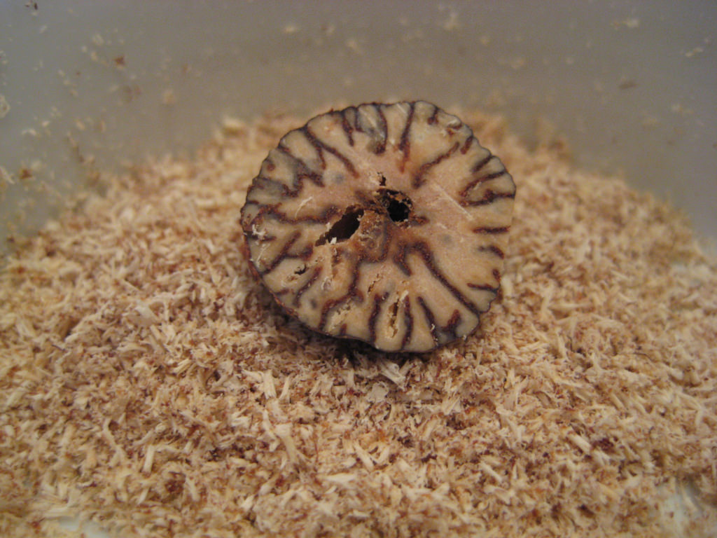 肉豆蔻香料经典组合,香料小豆蔻香味介绍