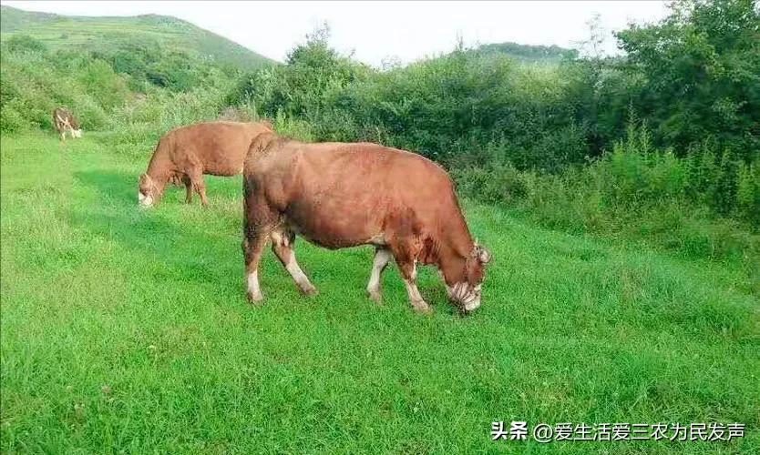 10个农业致富项目据说很靠谱,农业种植致富项目有什么