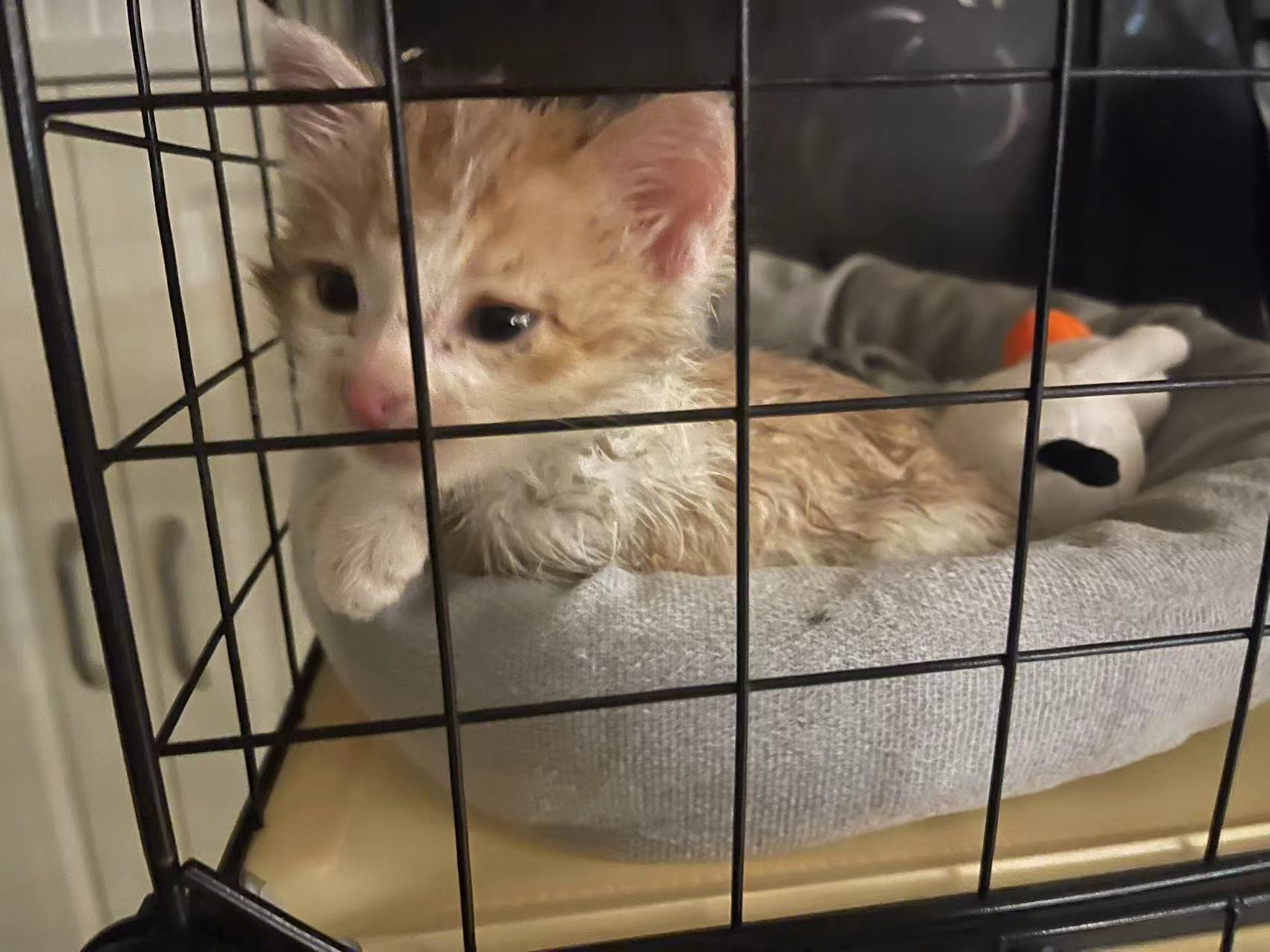 小猫被粘鼠板粘住的视频,被粘鼠板粘过的小猫怎么救治