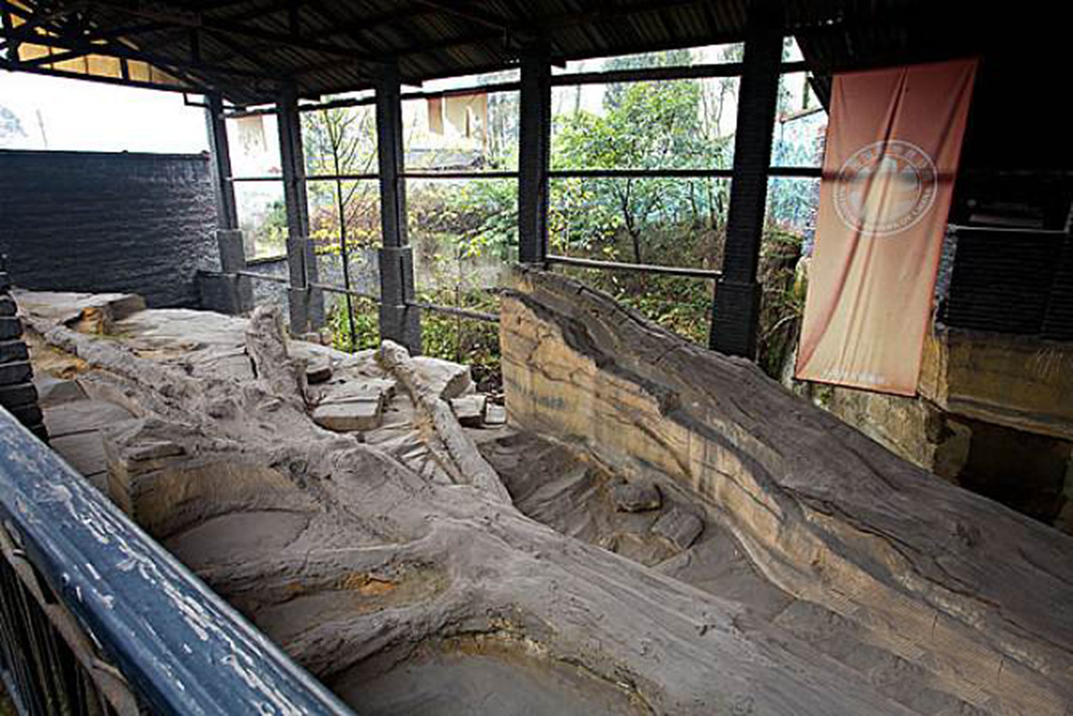 一亿年前的硅化木图片,硅化木是不是树化石