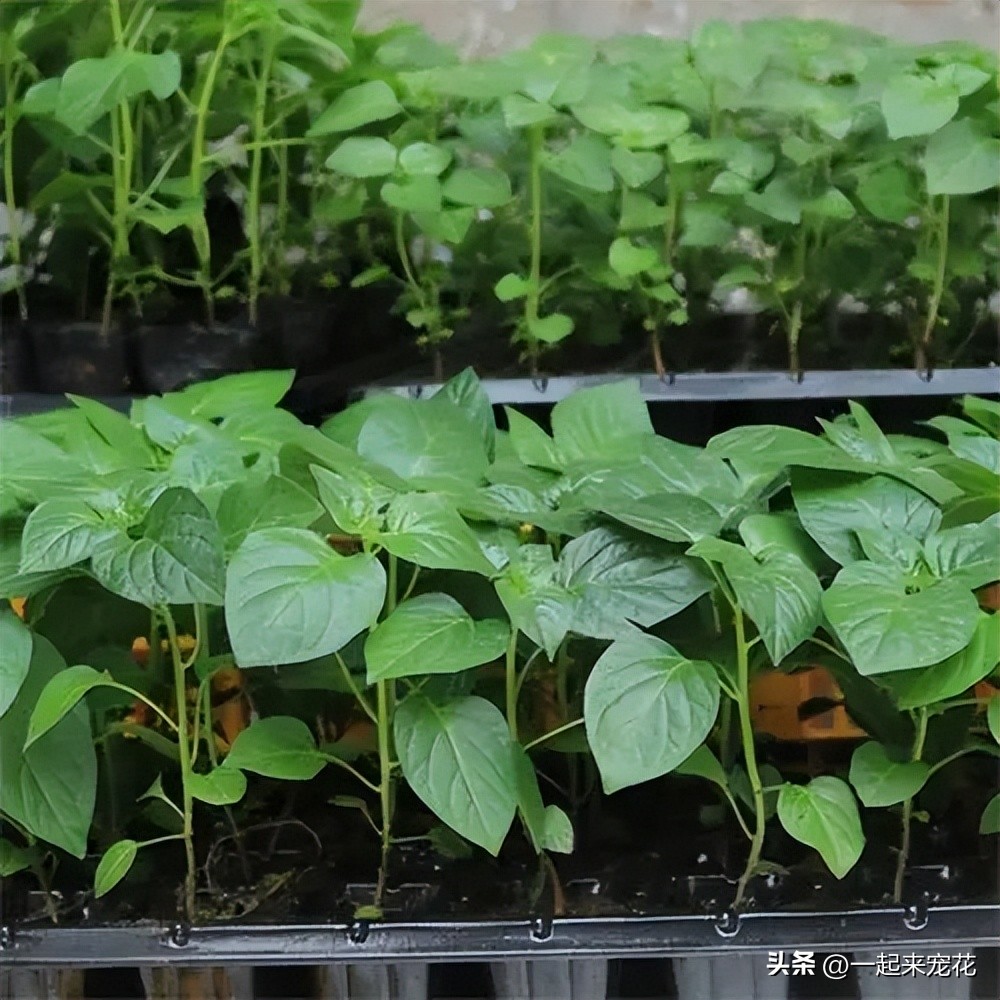 辣椒苗瘦小马上要移栽还能浇水,辣椒苗好小就开花了怎么办