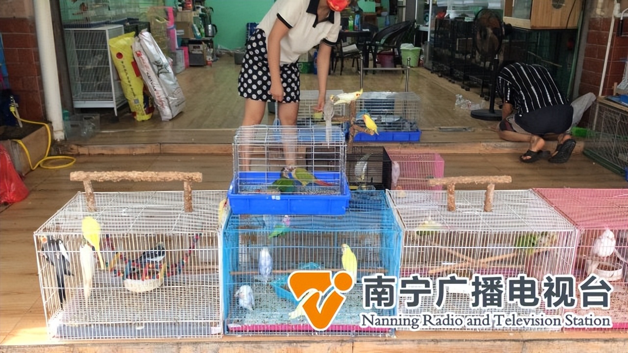 手养鸟获年轻人喜爱，治愈型社交受热捧