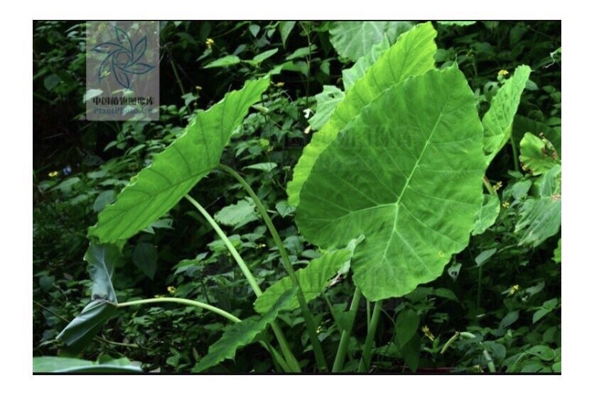 高高的紫云山,我们的青春故事曾在这里演绎