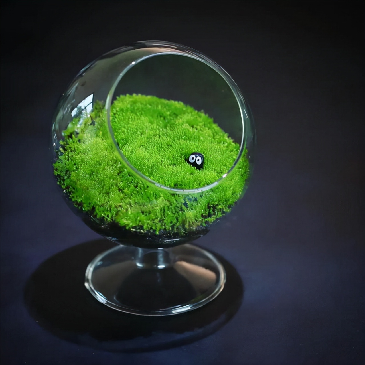 为什么苔藓养不活,苔藓为何养不活