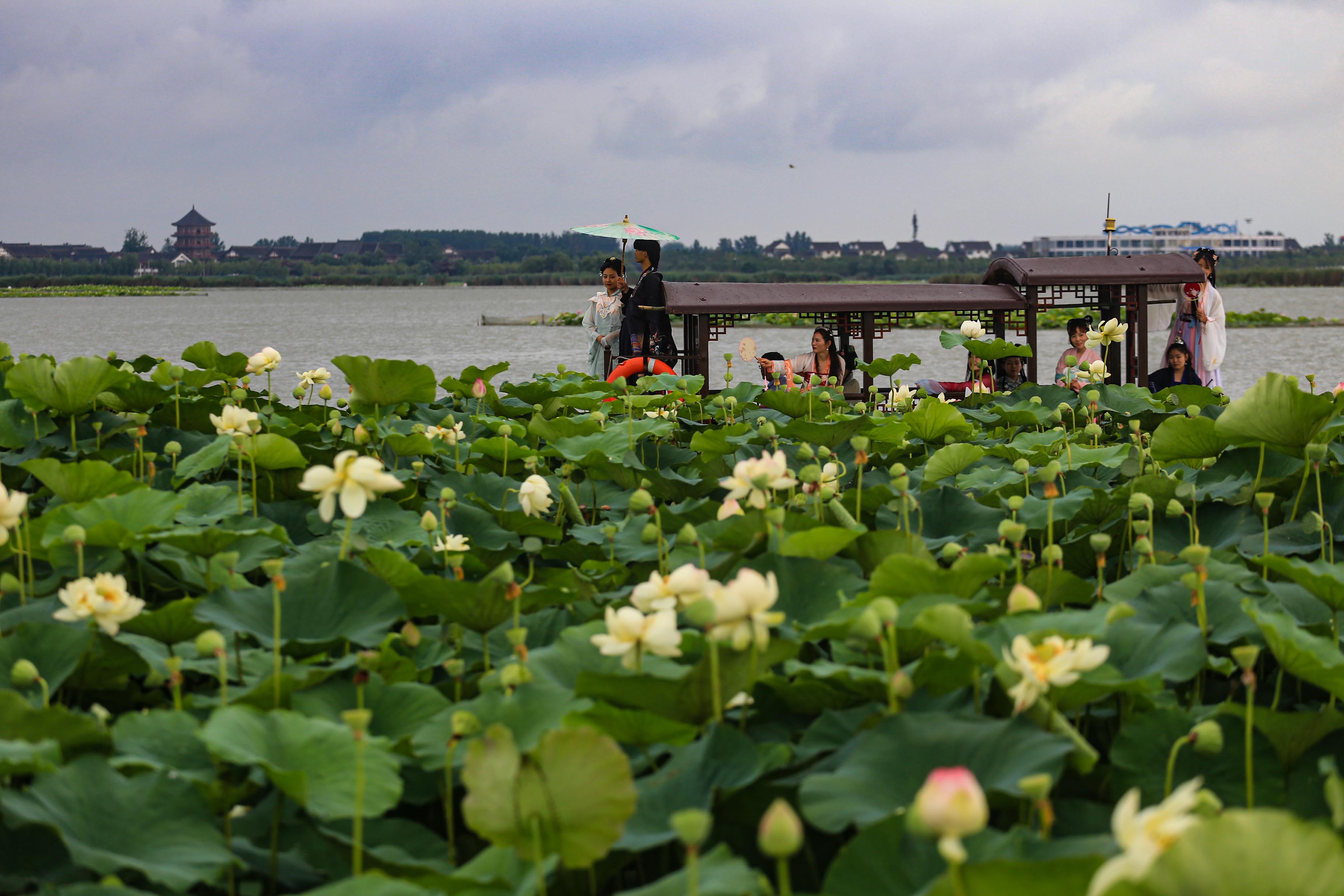 淮阳龙湖荷花何时开,中国淮阳龙湖赏荷花