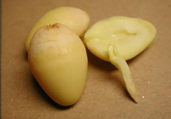 认识植物种子科普,认识各种有趣的植物种子