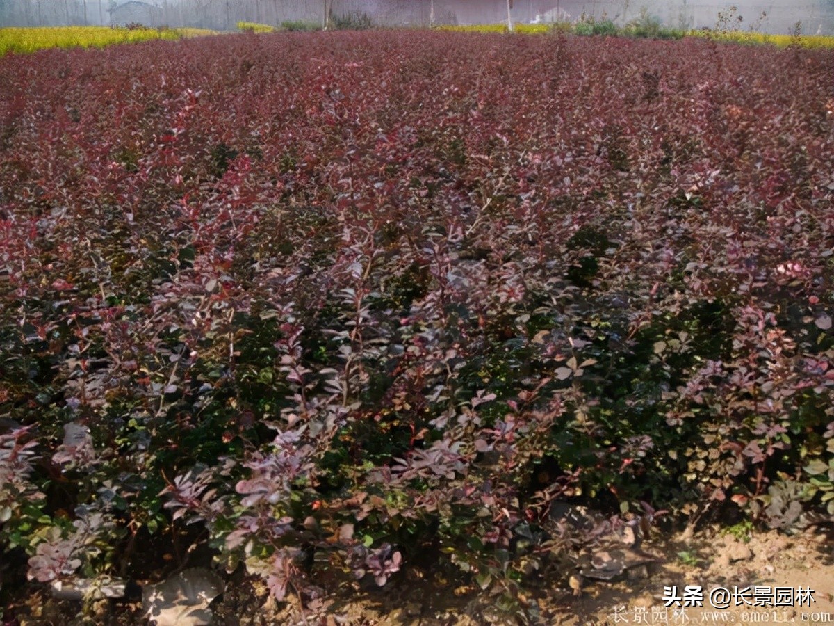 红叶小檗紫叶小檗的价格,红叶小檗幼苗批发基地