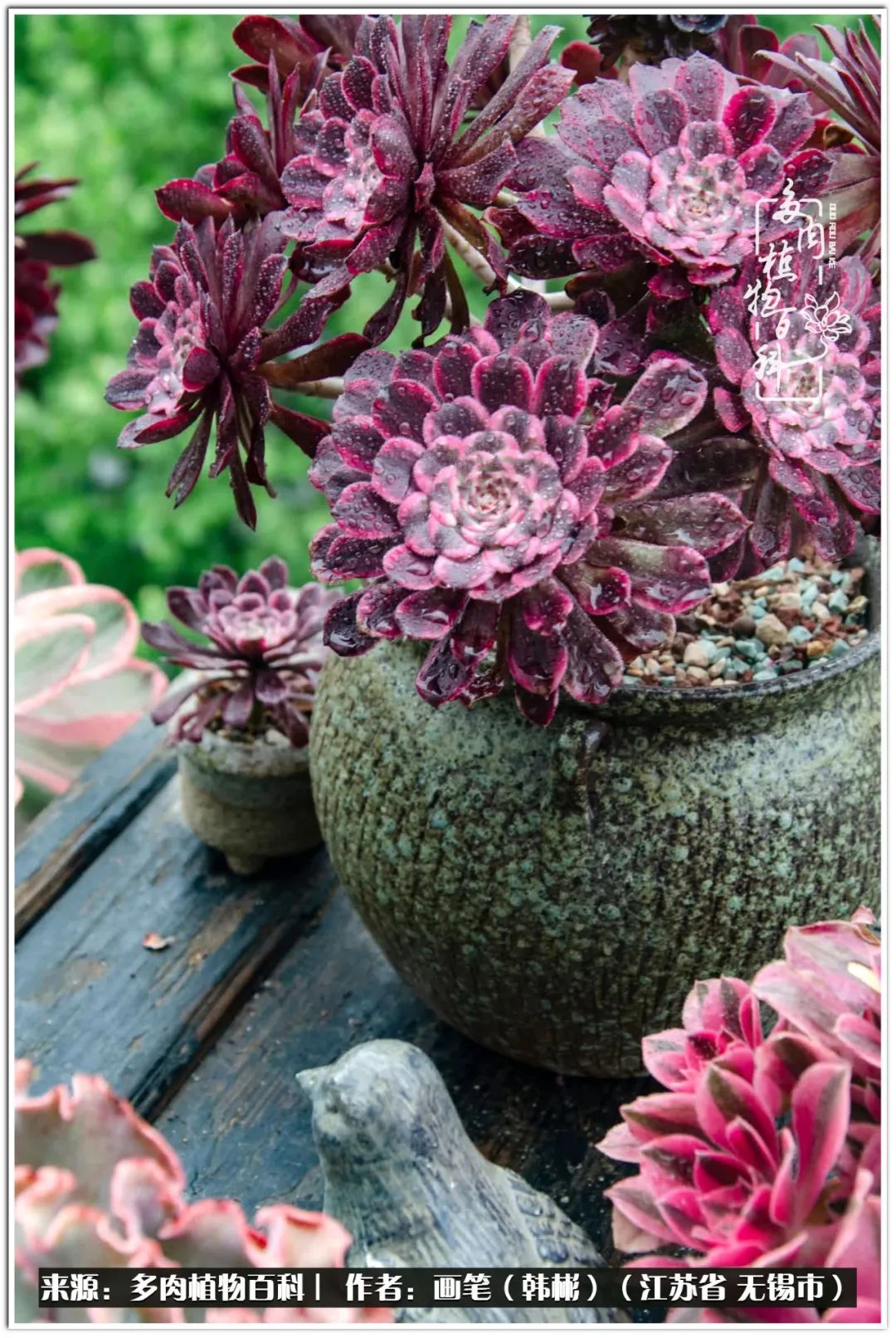 盆景多肉常遇到的问题,多肉盆景无穷小