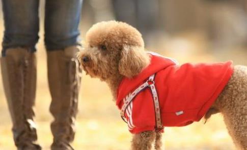 如何给泰迪狗清理肛腺,如何清理泰迪幼犬排泄腺