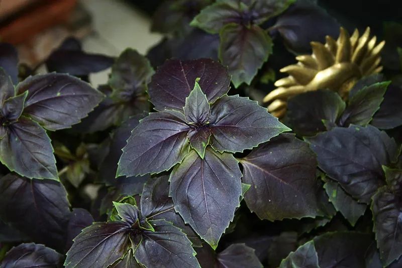 甜罗勒和荆芥 (甜罗勒与九层塔荆芥)