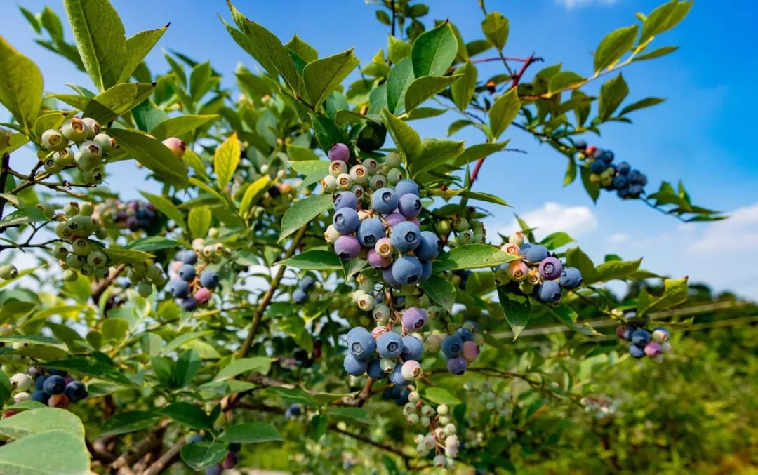 “min”甜爆汁！西瓜、蓝莓、桃子......彭州今夏水果新鲜开摘喽