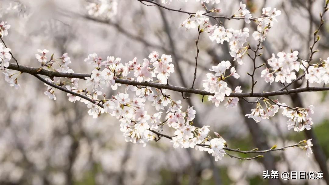 湖北荆州：石首“繁花”上大分↑即将刷爆朋友圈！