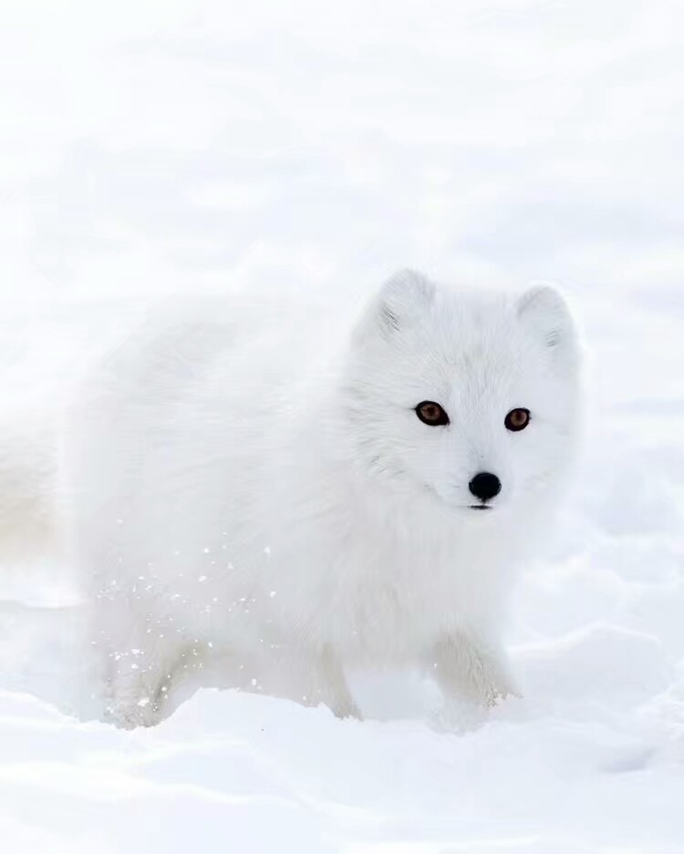 北极狐，认识和了解吗？