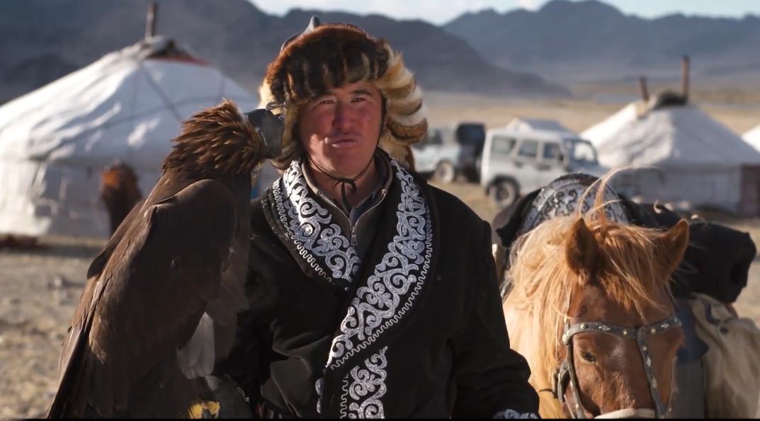 金雕击毙狼全过程,蒙古猎鹰捕狼视频