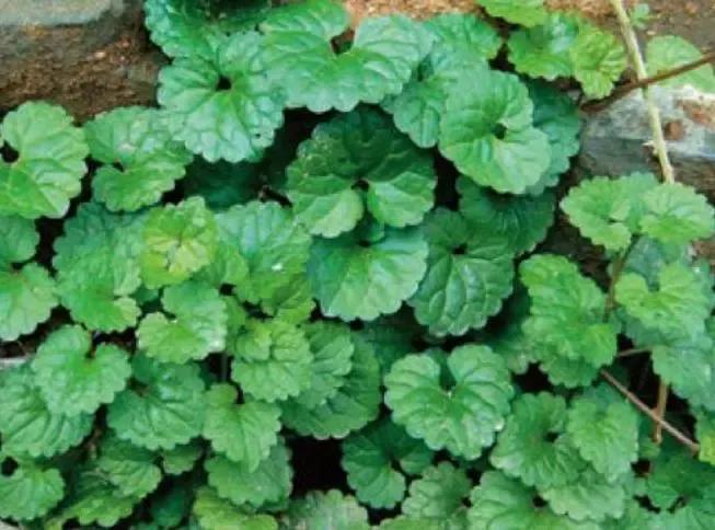 农村常见的活血化瘀的药草,野生的中草药活血丹