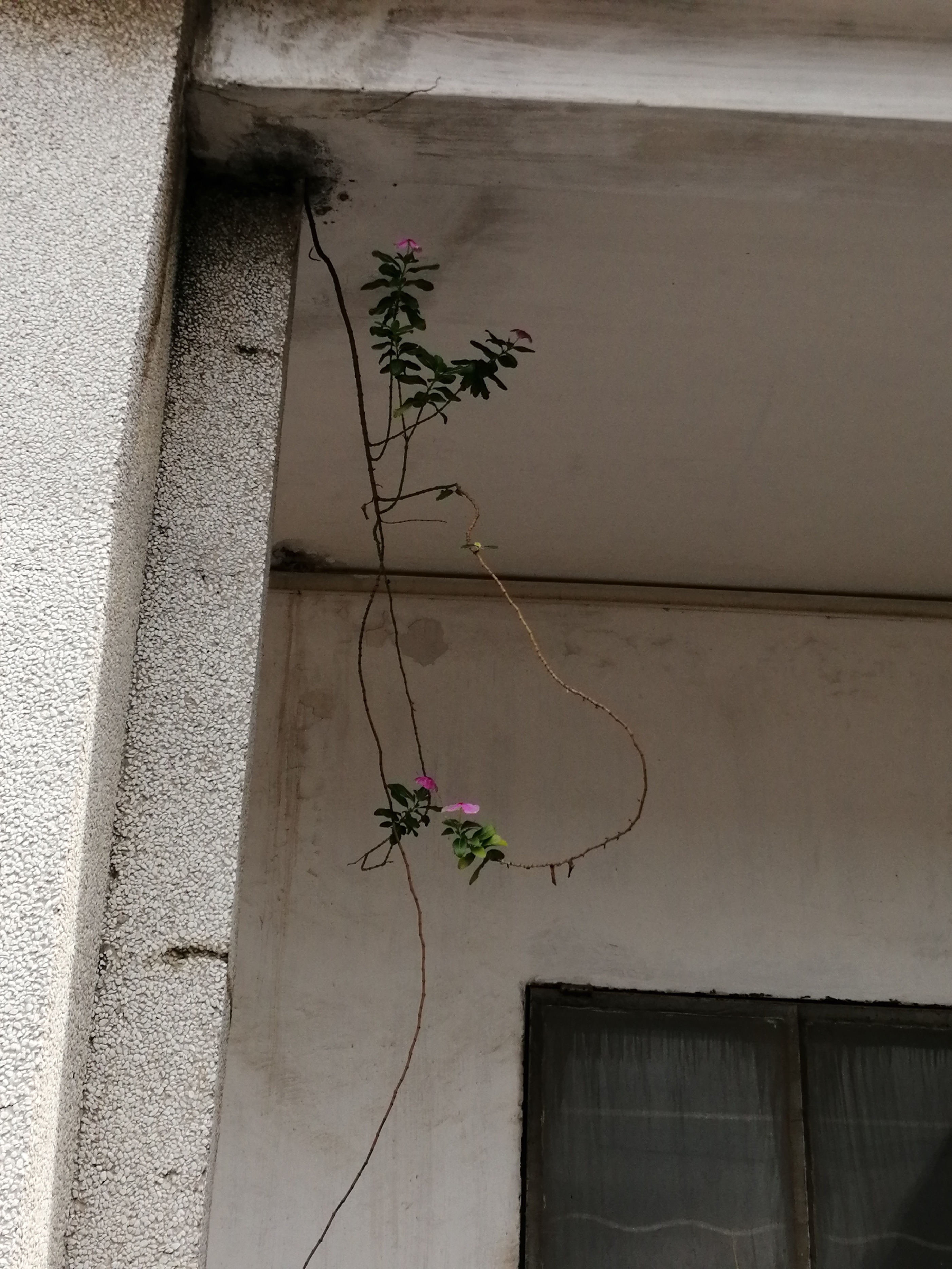 猪坚强能有多坚强,猪坚强我们凭什么不坚强