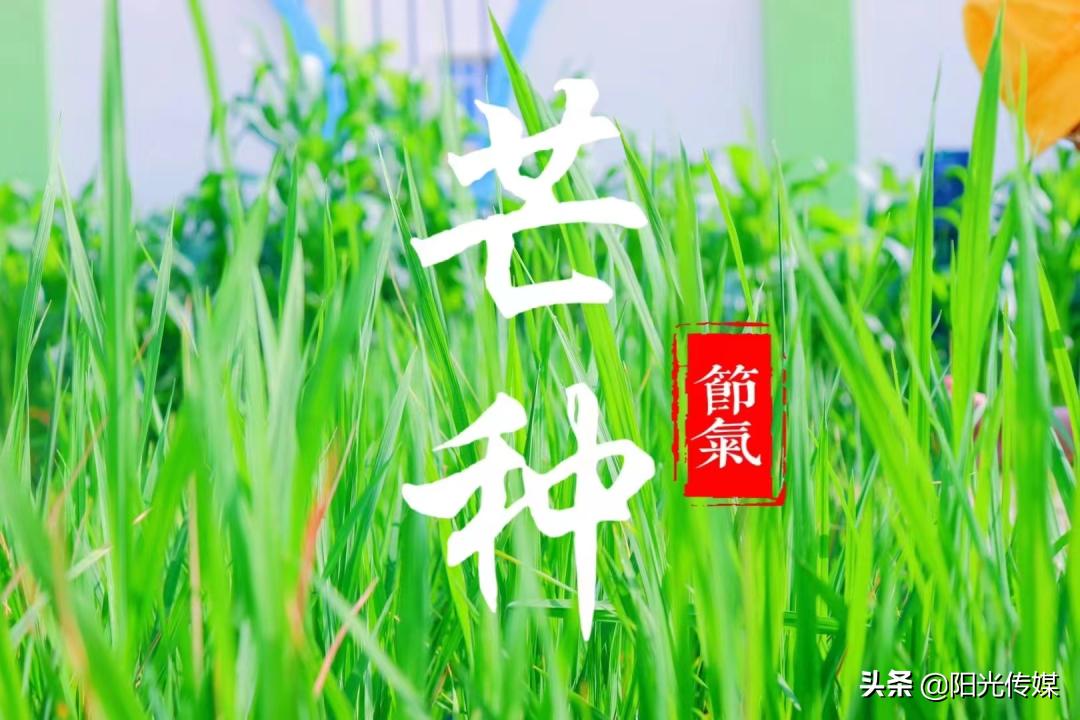 2024德阳公办幼儿园报名统计,德阳2024幼儿园招生信息一览表