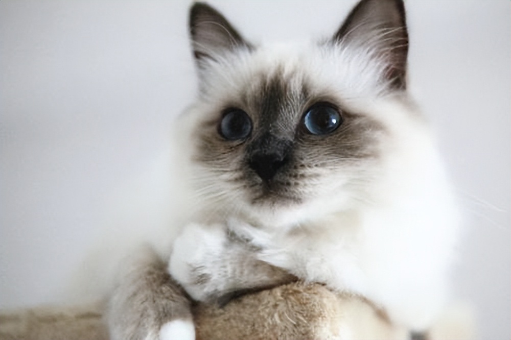 养什么猫比较好养又聪明又便宜,各种猫的优缺点新手适合养什么猫