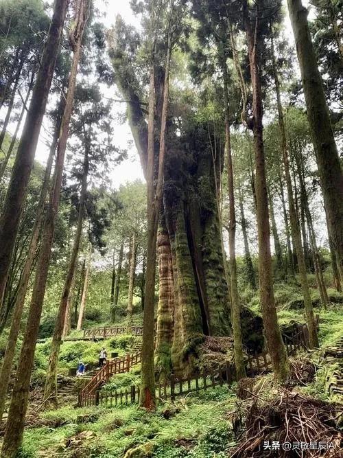 台湾阿里山风景视频,台湾阿里山歌曲