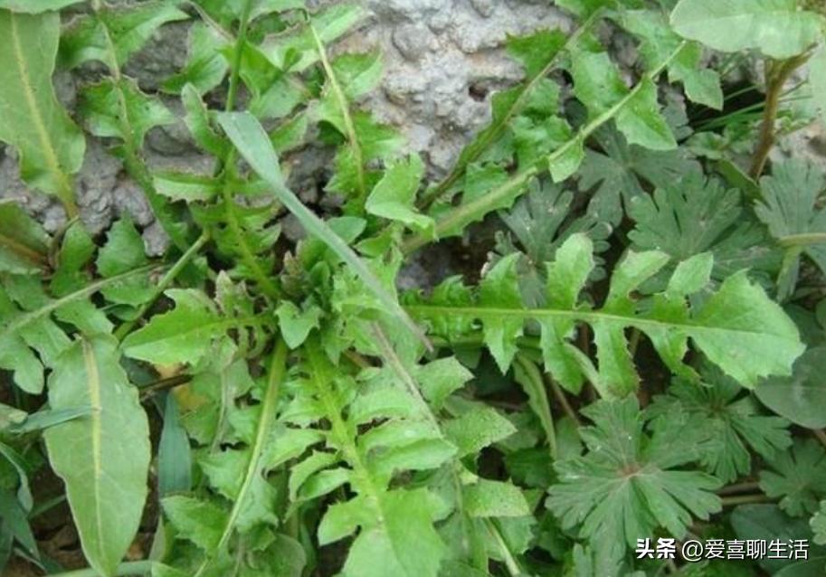 眼睛干涩要吃什么食物比较好,专业保护眼睛干涩的神奇食物